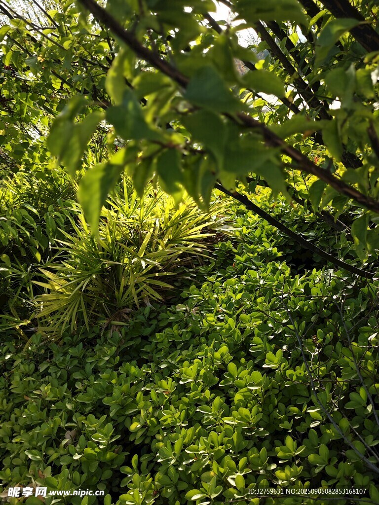 繁茂绿植景观