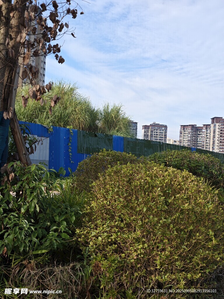 城市绿植与远处建筑景观