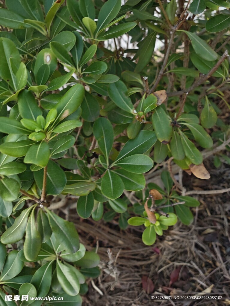 绿叶繁茂的地面植物