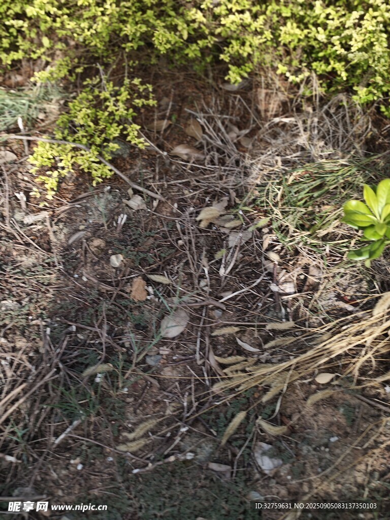 地面绿植与腐殖质景象