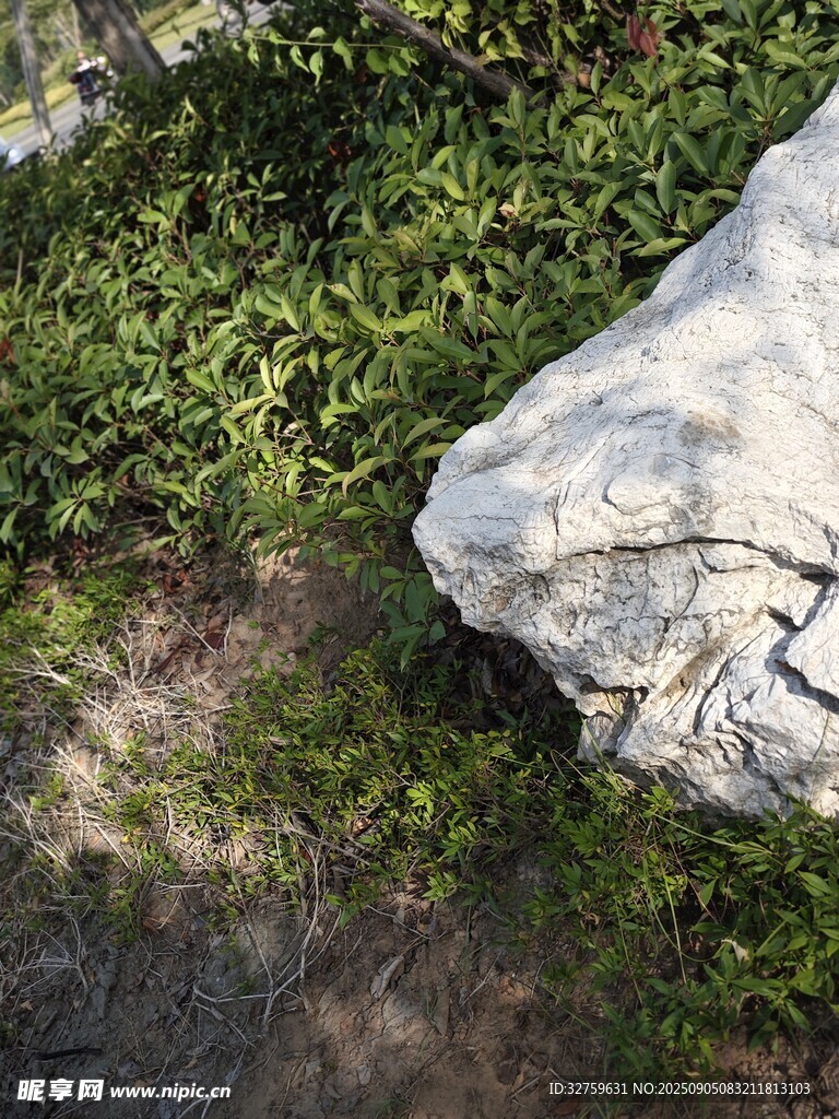 岩石旁的繁茂绿植