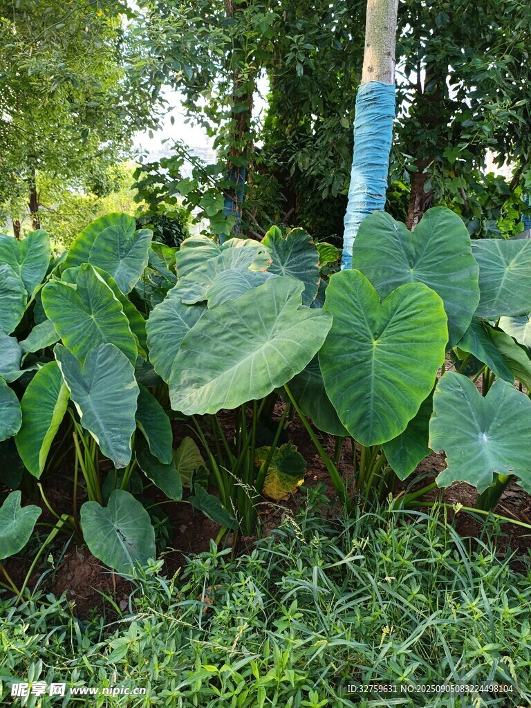 绿叶繁茂的植物景观