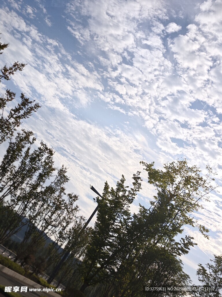 蓝天白云下的树木景观