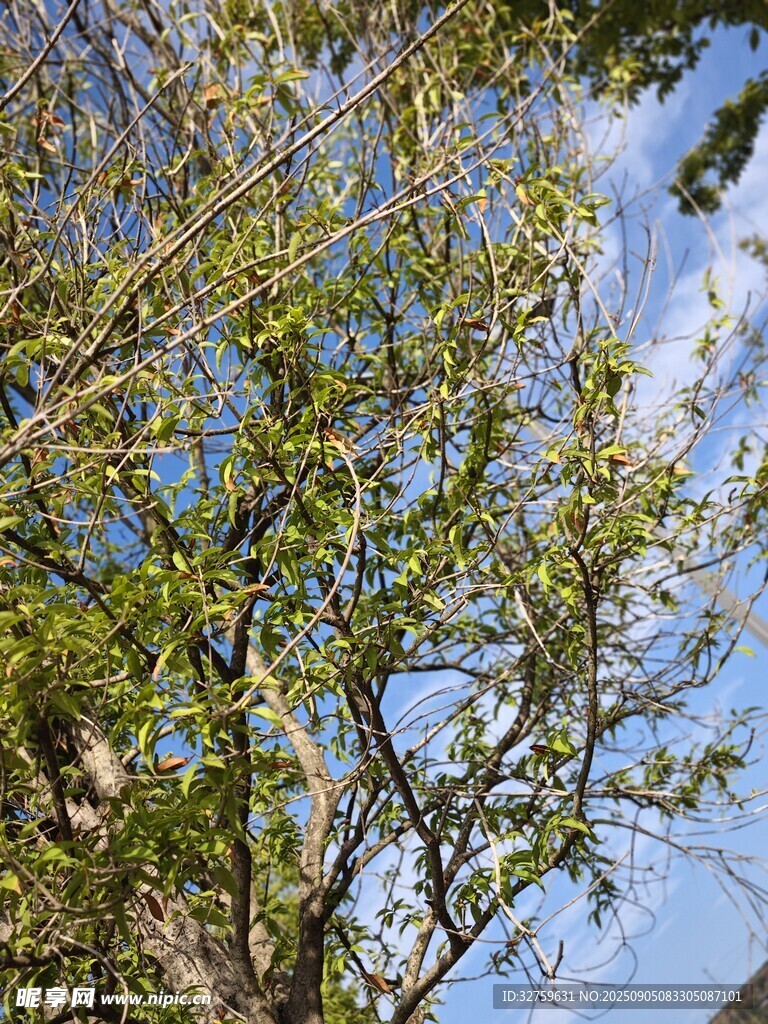 蓝天映衬下的繁茂绿树