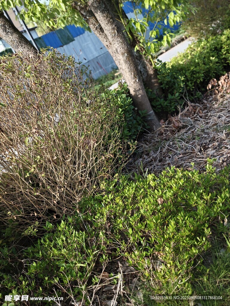 户外绿植灌木景观