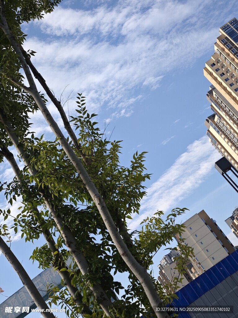 城市中树木与高楼景象