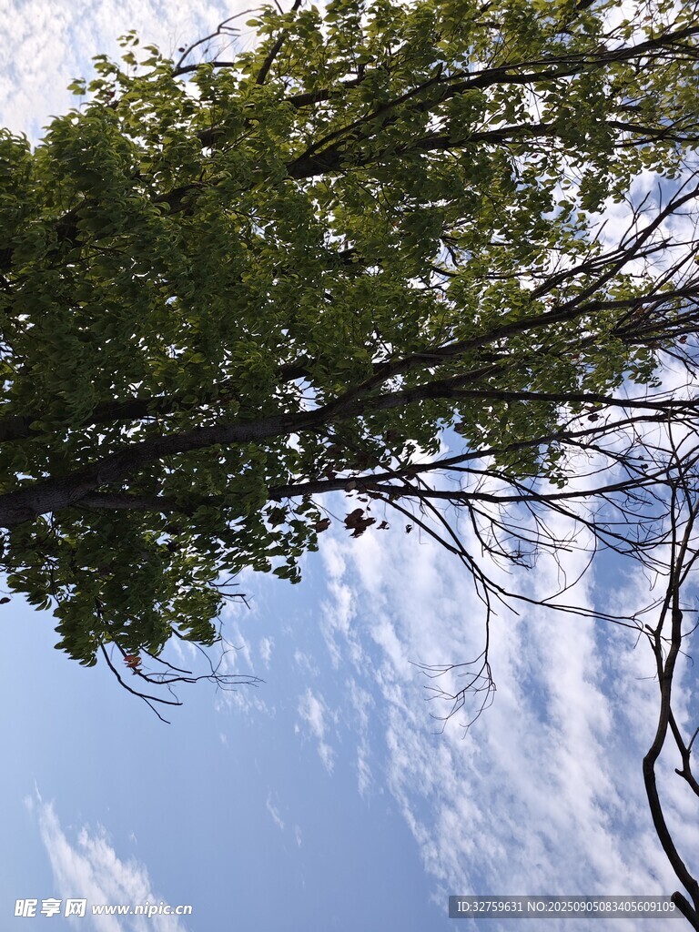 仰视绿树蓝天