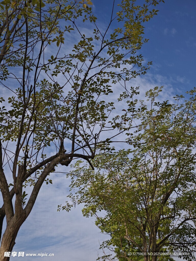 蓝天映衬下的繁茂树枝