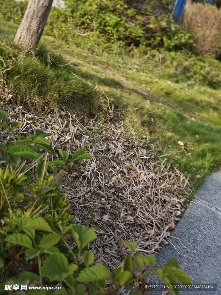 花园小径旁的绿植与木屑