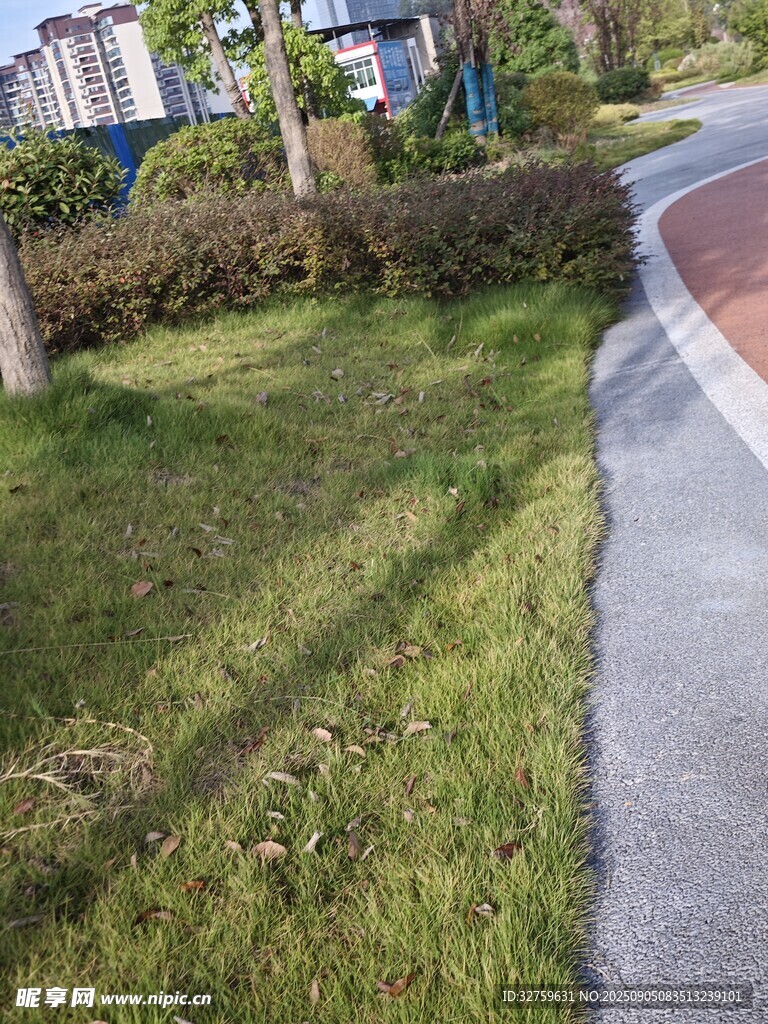 路边绿意盎然的草地景观