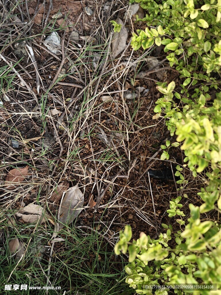 地面绿植与枯枝景象