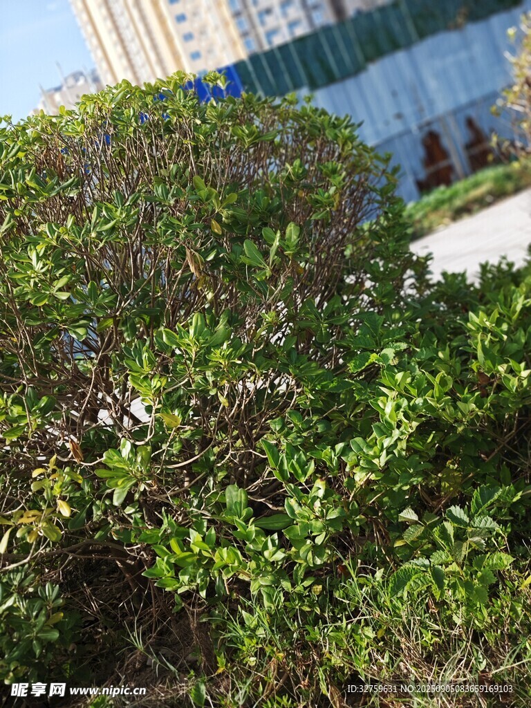 城市中的繁茂绿植景观