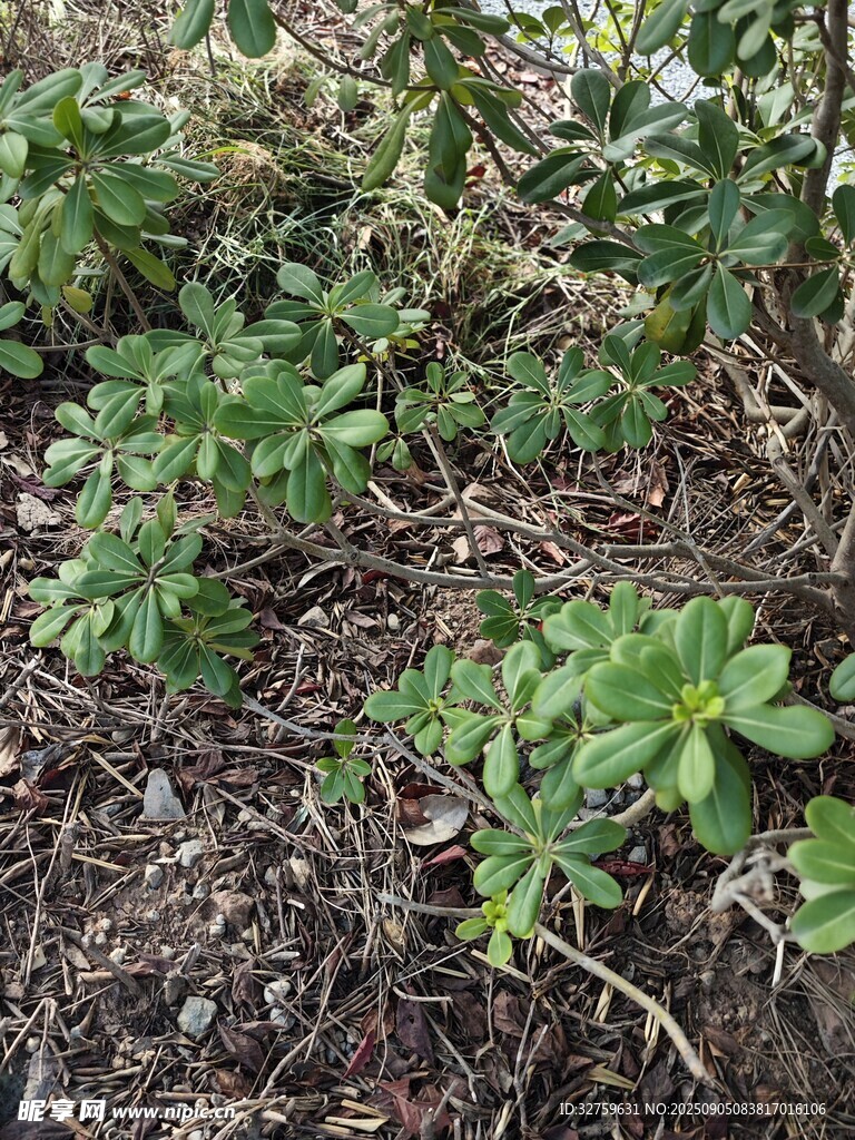 地面生长的绿色植物