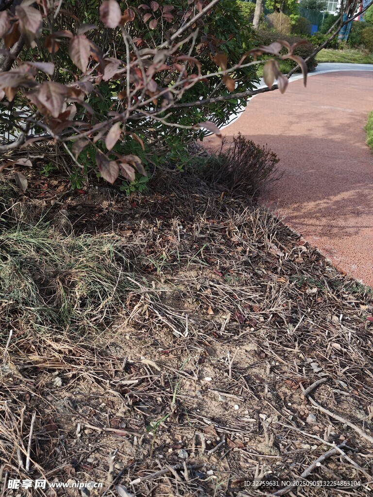 路边植物与落叶景象