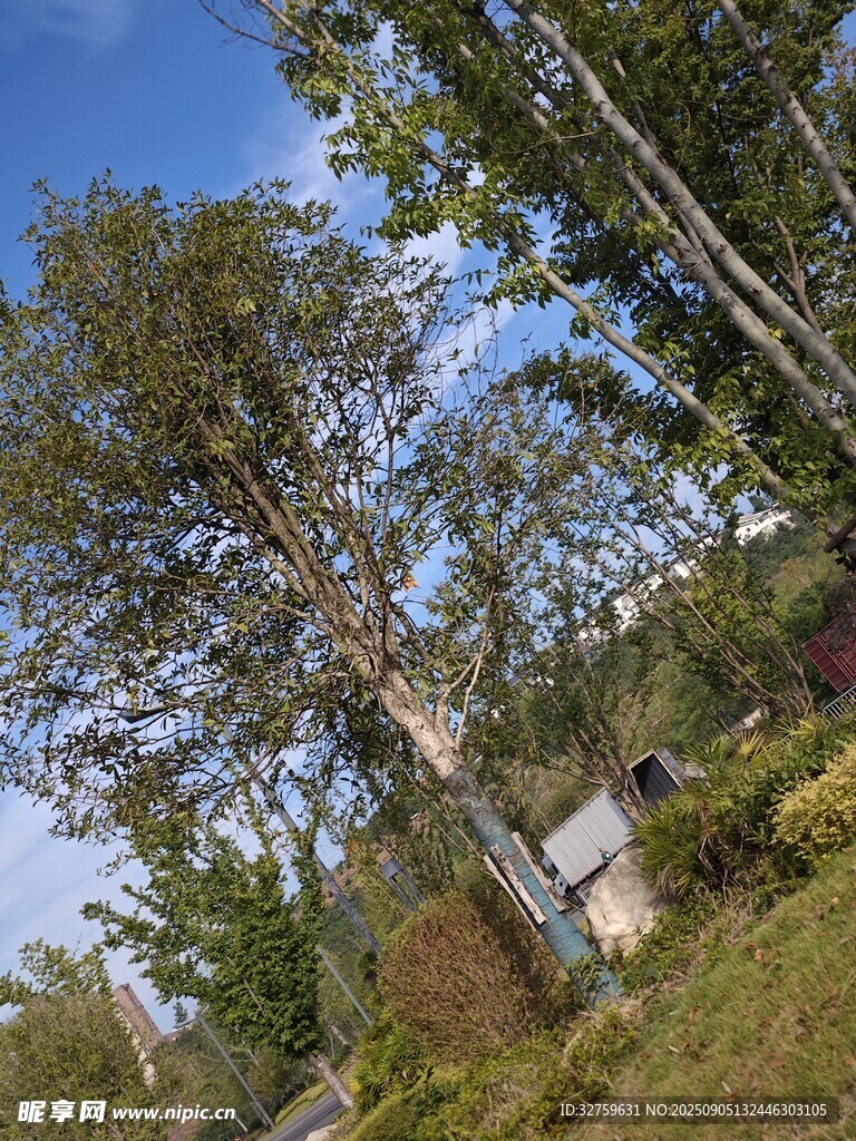 乡村大树下的宁静景致