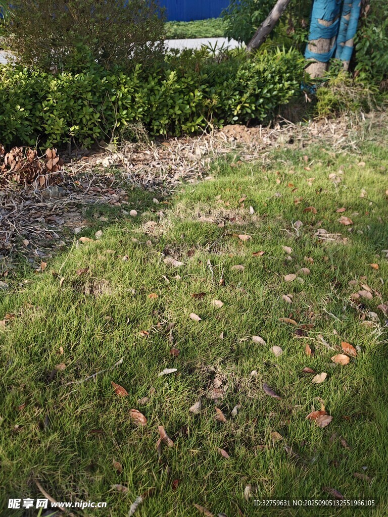 户外草地及周边植物景象