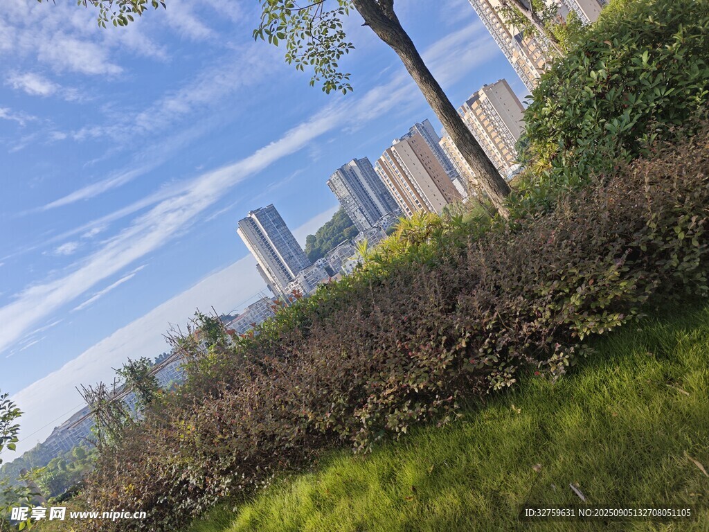 城市绿地与远处高楼景观