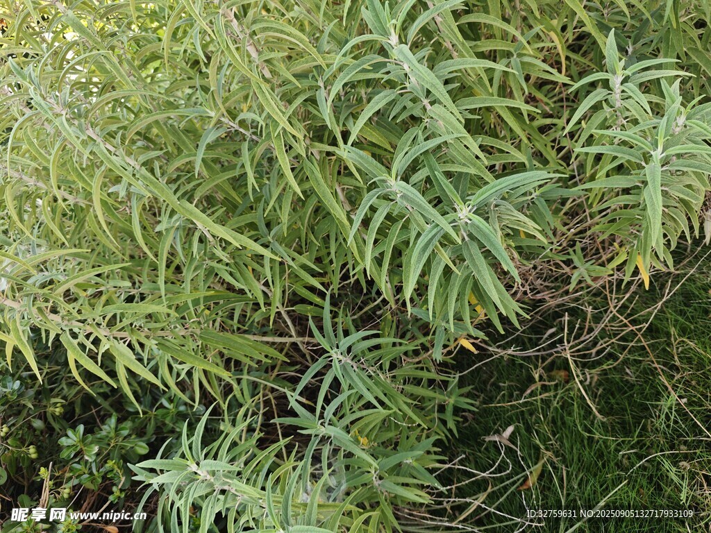 茂密蕨类植物特写