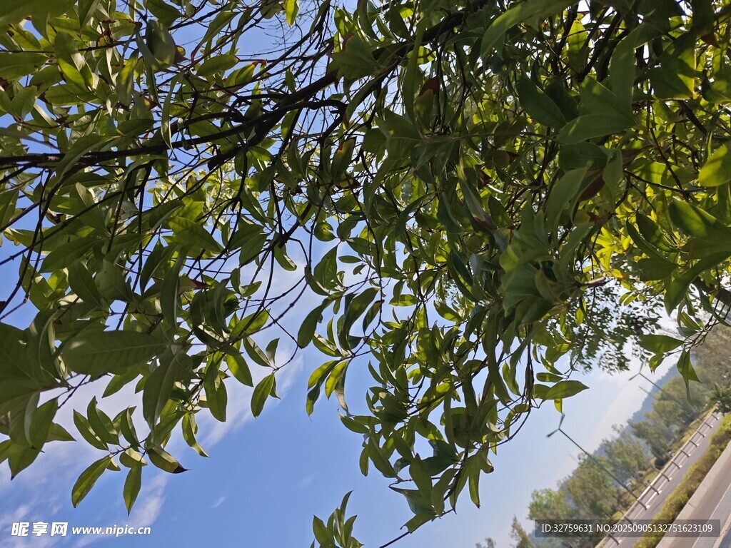 阳光下的繁茂枝叶