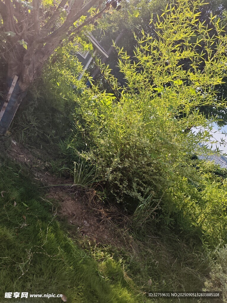 春日葱郁绿植风景