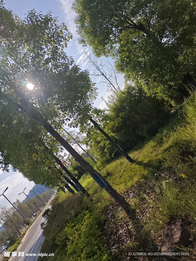 林间阳光洒落的静谧小路