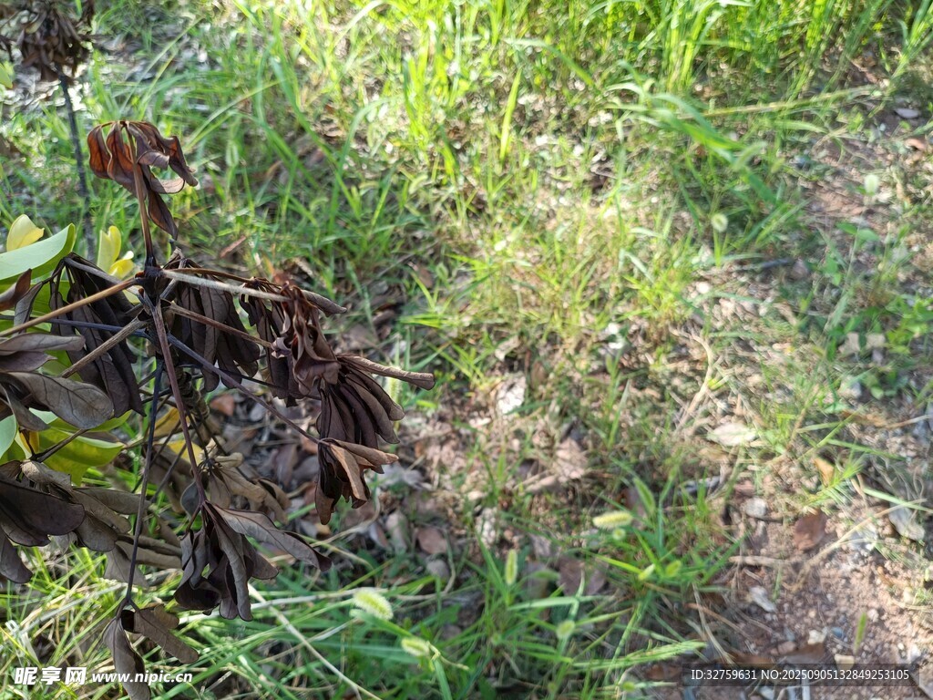野外草地中的植物景象