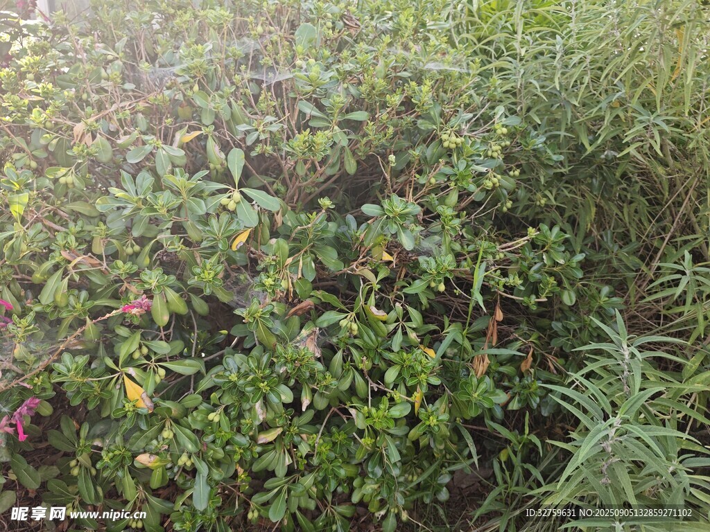 繁茂绿植景观