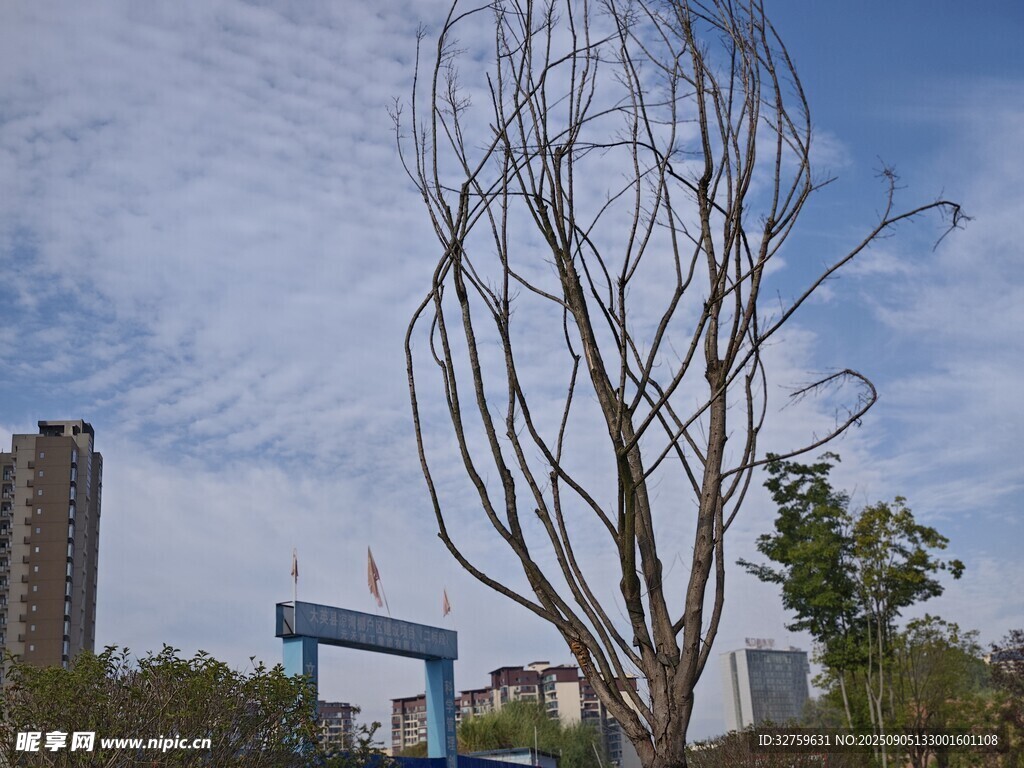城市中枯树立于建筑旁
