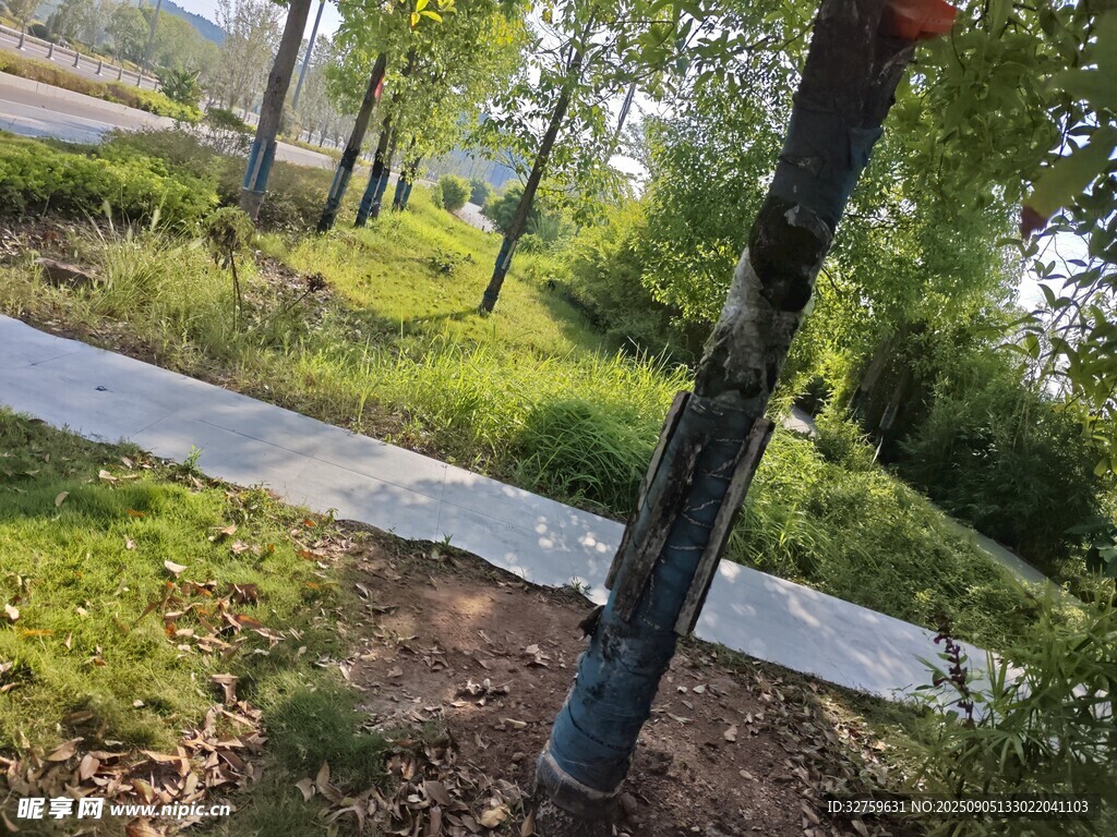 林间小径旁的树木与草地