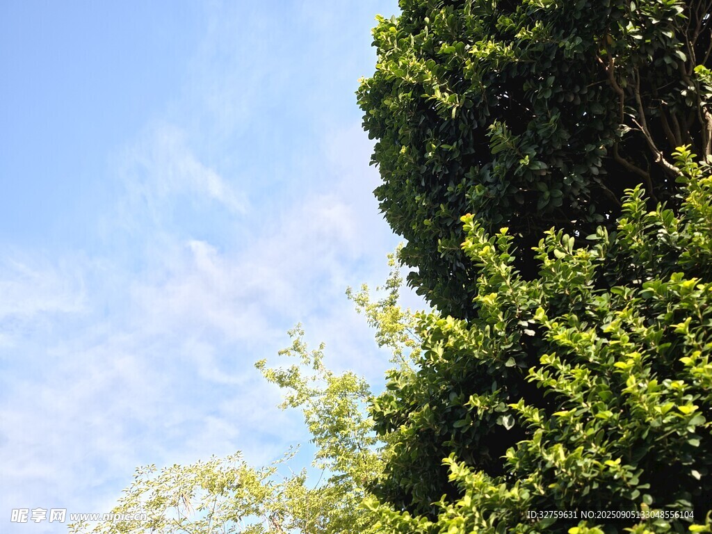 蓝天绿树间的自然景致