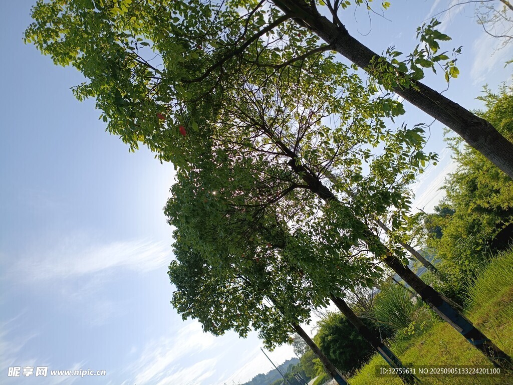 夏日林间风光