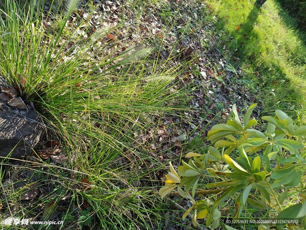 野外草地植物景象
