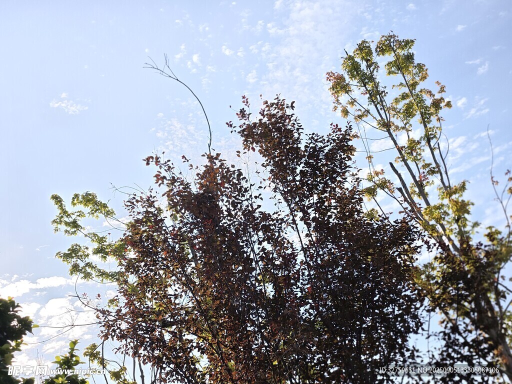 蓝天映衬下的繁茂树木