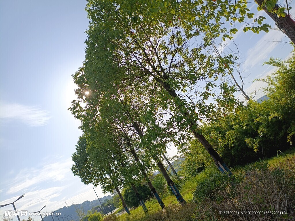 郊外挺拔树木与蓝天景致