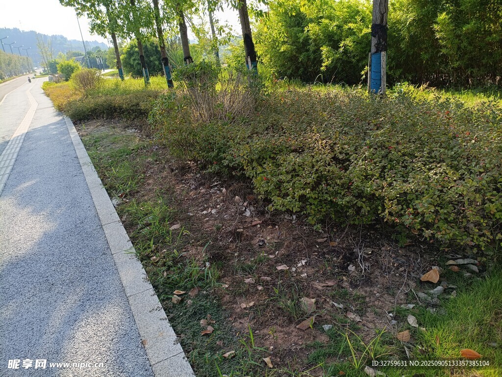 路边绿植景观