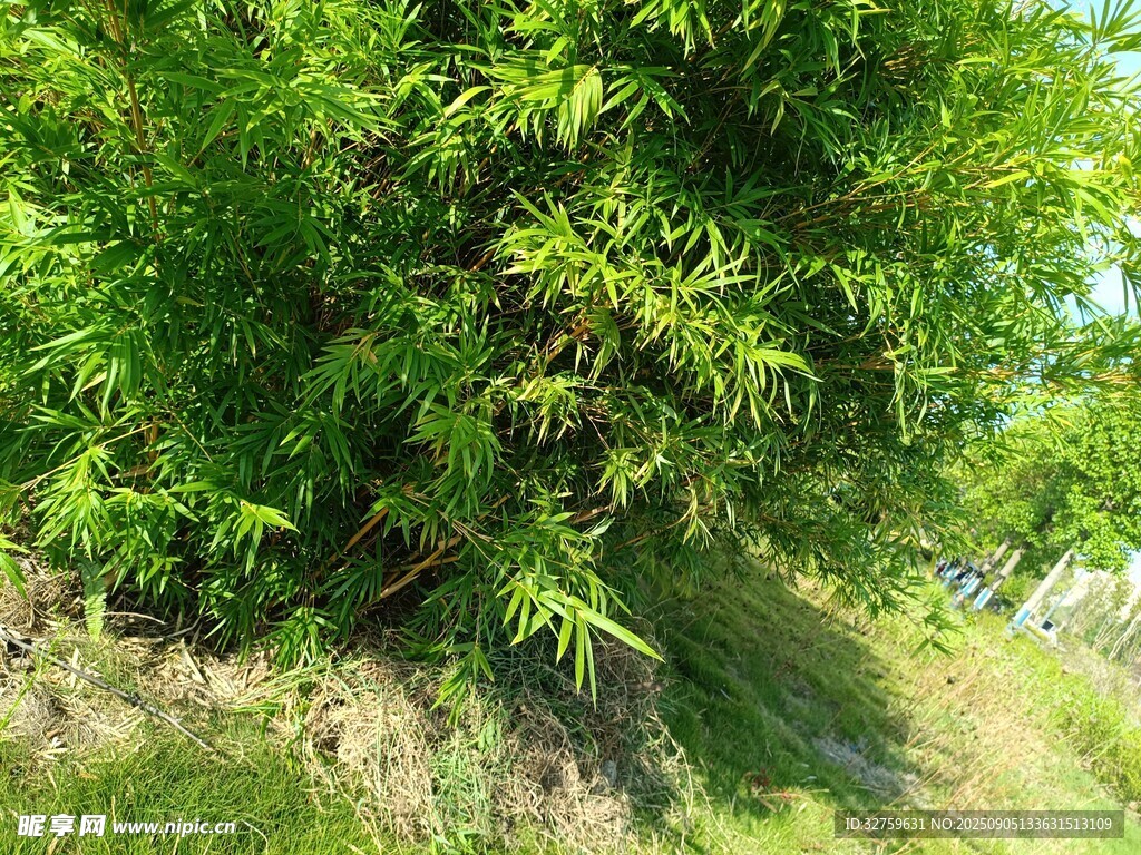 翠绿竹林