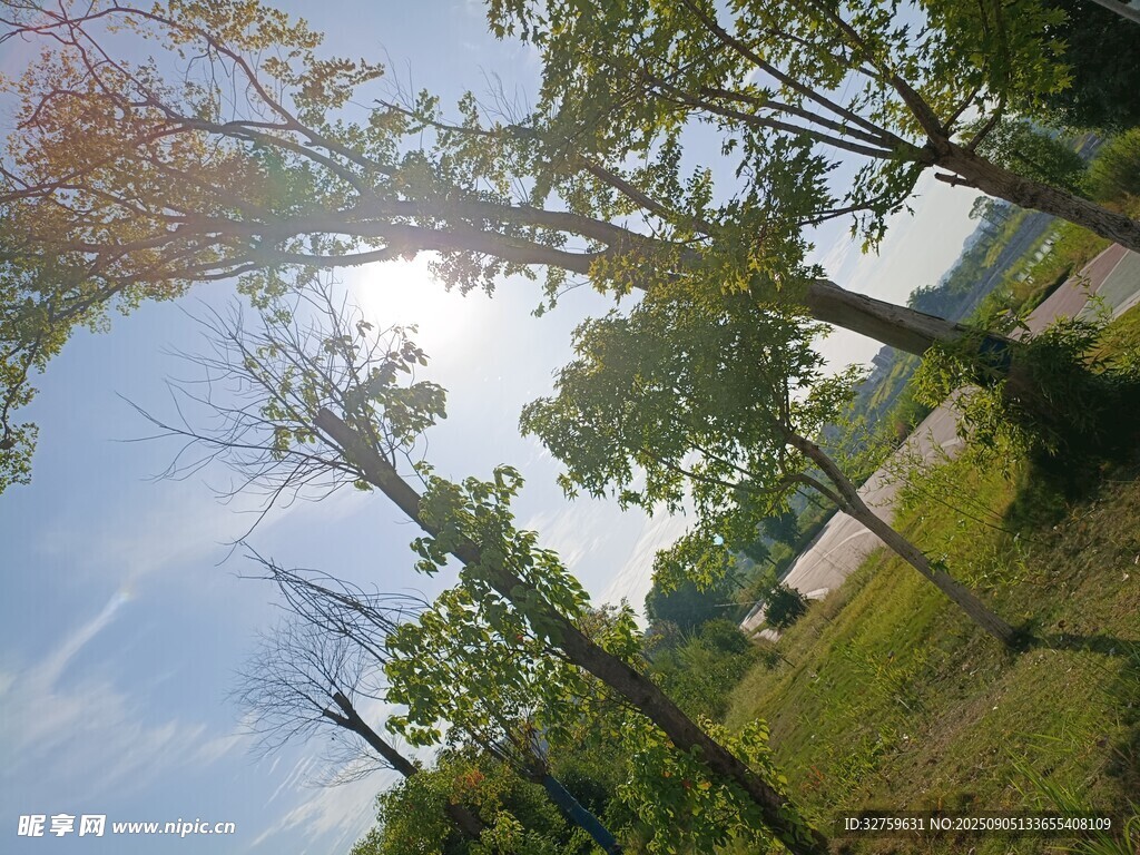 户外阳光树林风景图
