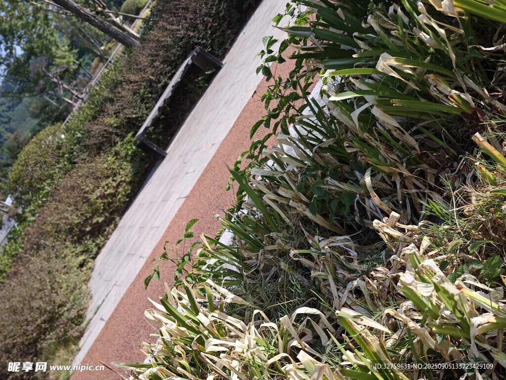 户外绿植环绕的小径