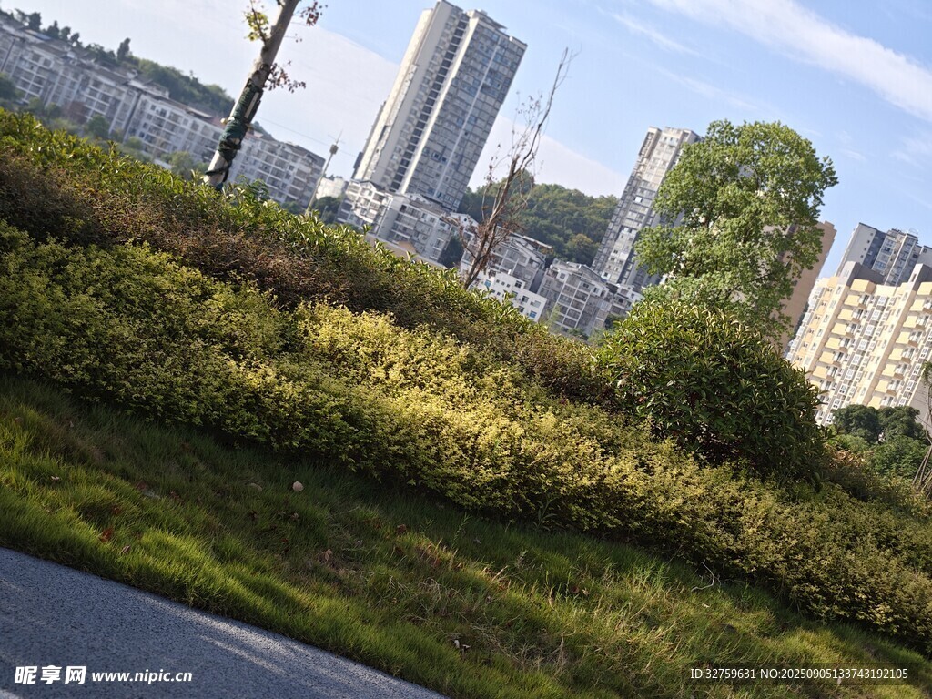 城市路边绿植与高楼景观