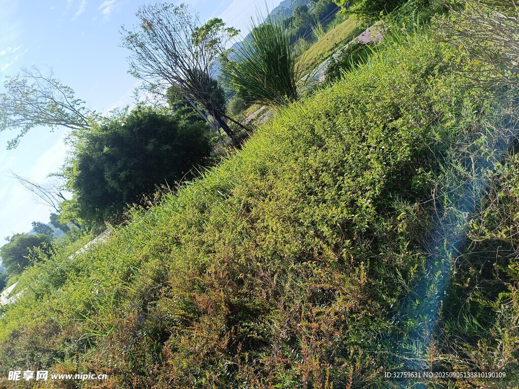 山坡绿植景观