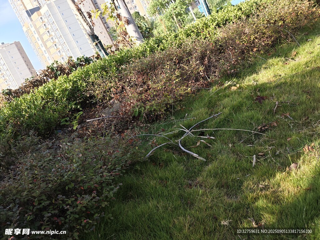 户外草地绿植景观