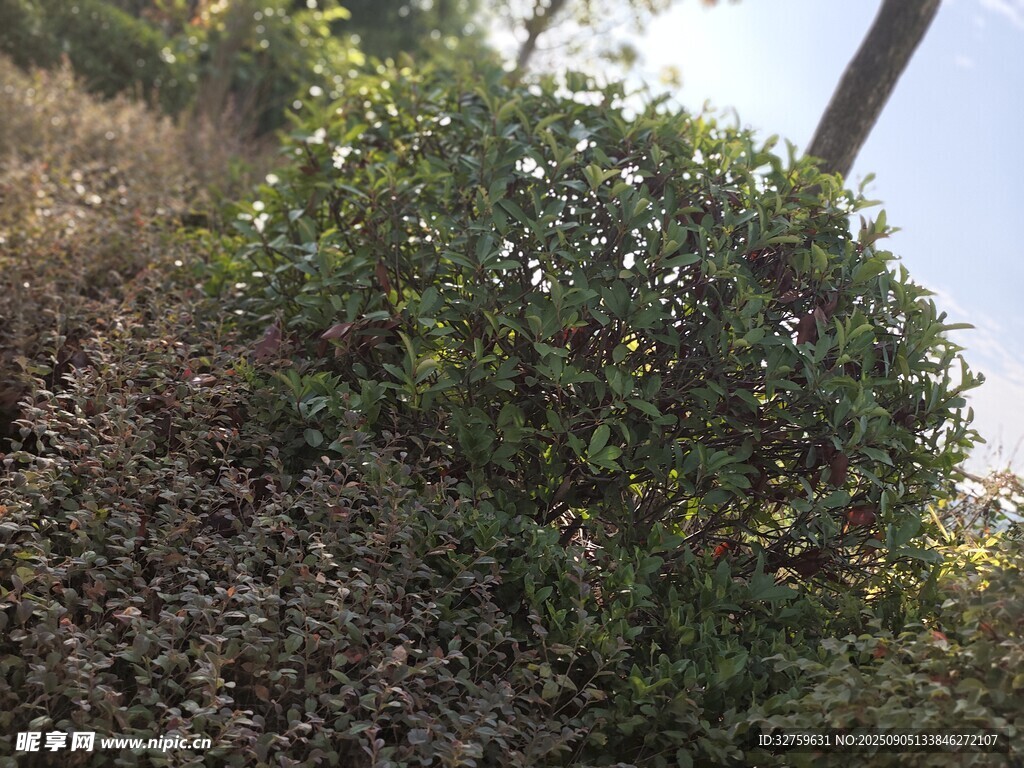 野外绿植景象