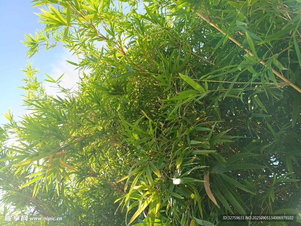 阳光下的翠绿竹林
