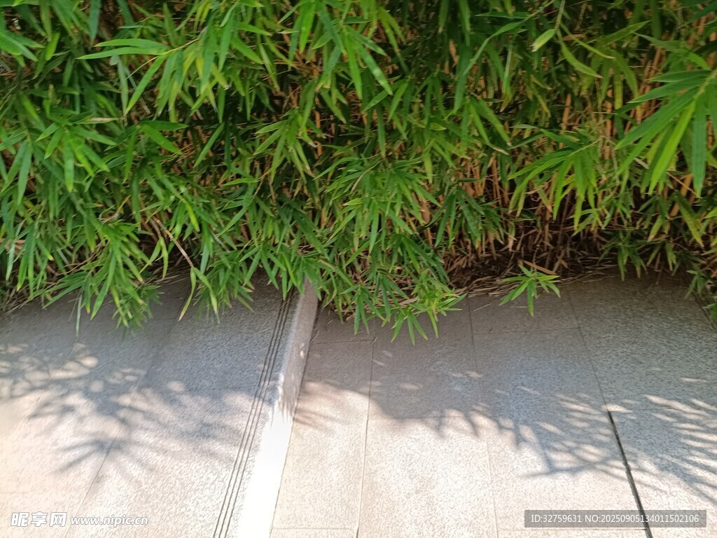 墙边翠竹投下斑驳光影