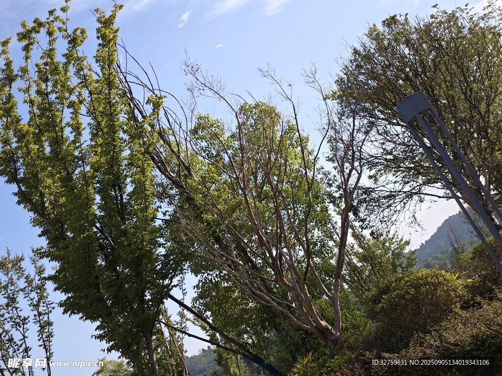 蓝天绿树自然风景图