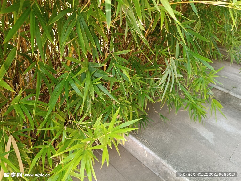 小径旁葱郁的翠绿植物