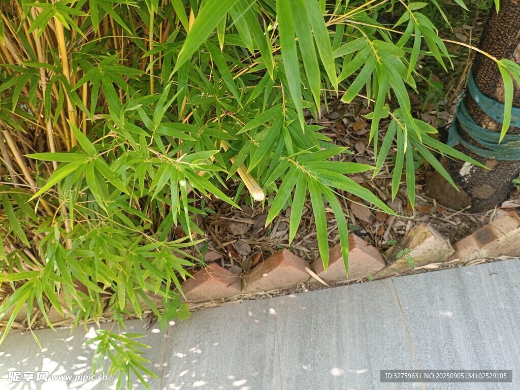 墙边翠绿植物生机盎然