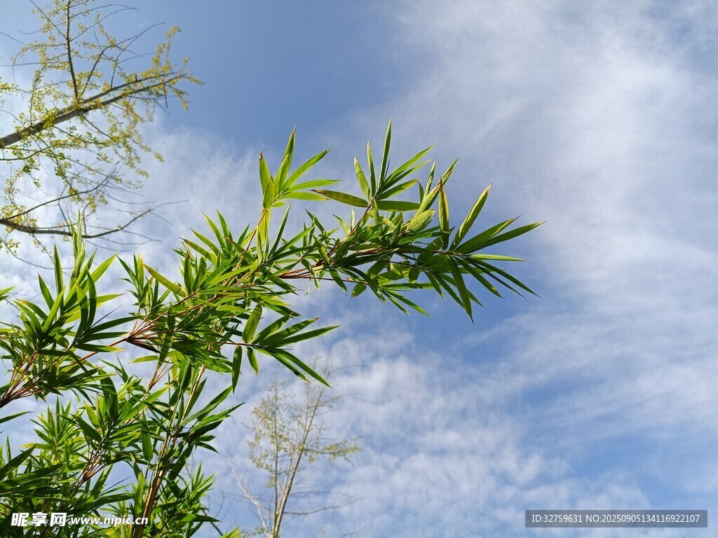 蓝天翠竹 