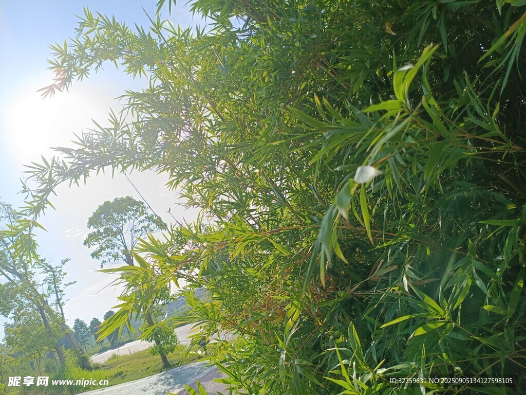 林间小道旁的葱郁绿植