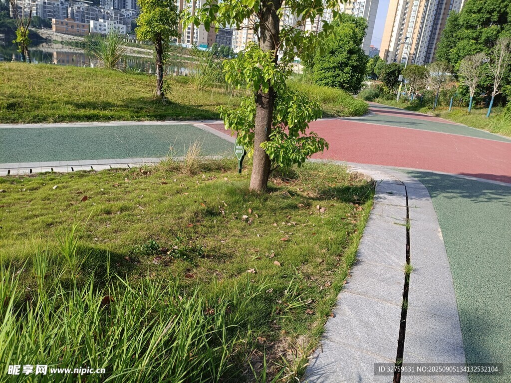 城市公园中的绿植与步道